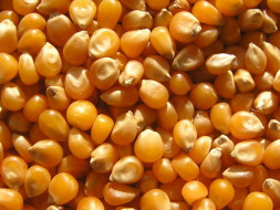 Кукурудза в зернах Carpbait Corn 5 kg