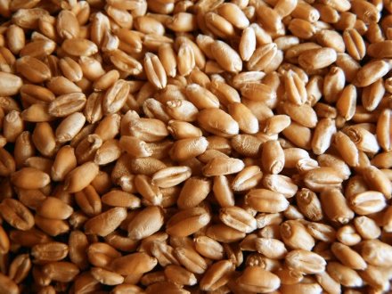 Пшеница в зернах Carpbait Wheat 5 kg