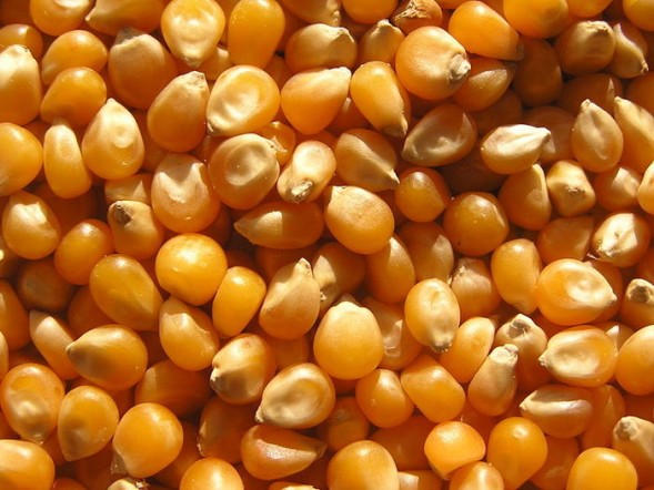 Кукурудза в зернах Carpbait Corn 2 kg