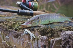 Силикон Keitech Little Spider 2" 424 lime chartreuse