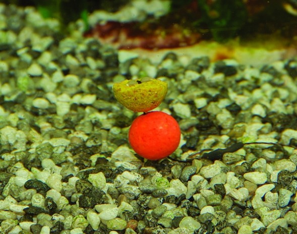 Бойл Dynamite Baits CarpTec Boilies Tutti Frutti 20mm 1kg