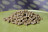 Пеллетс Carpio Trout Pellets 4,5 мм 900 гр