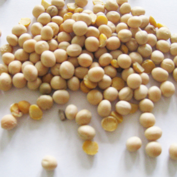 Горох в зернах Carpbait Pea, 1 kg