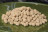 Пеллетс Carpio Four Seasons Pellets 8 мм 900 гр